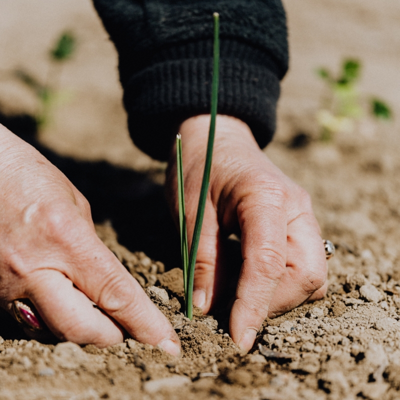 hands-working-the-dirt-scaled